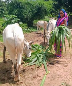 MP NEWS : अदाणी फाउंडेशन की ‘गौ समृद्धि परियोजना’ से सशक्त हो रहे ग्रामीण पशुपालक
